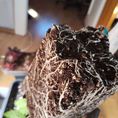 Wedding Gelato growlog timeline photo