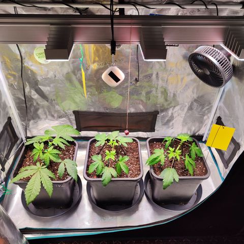 Wedding Gelato growlog timeline photo