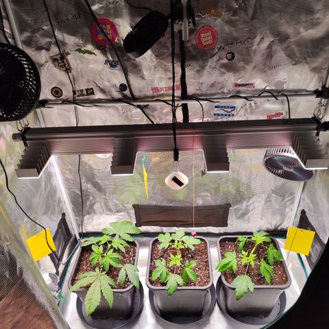 Wedding Gelato growlog timeline photo