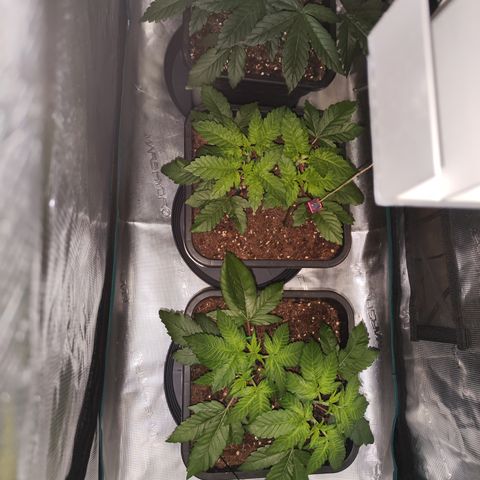 Wedding Gelato growlog photo: Eigentlich wollte ich heute schon die Umstellung auf 12/12 machen 
aber einen Tag bekommen sie noch