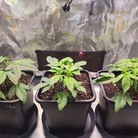 Wedding Gelato growlog timeline photo