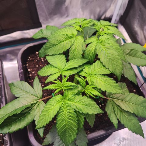 Wedding Gelato growlog timeline photo