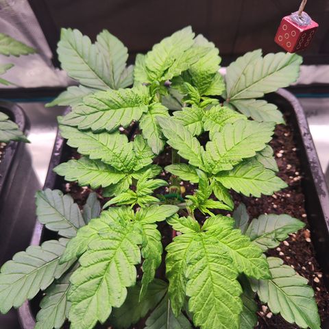 Wedding Gelato growlog timeline photo
