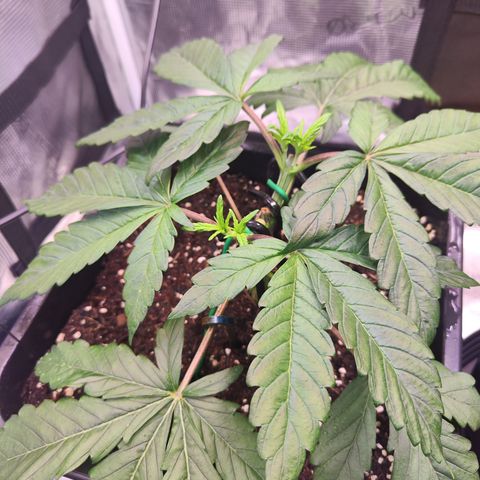 Wedding Gelato growlog timeline photo
