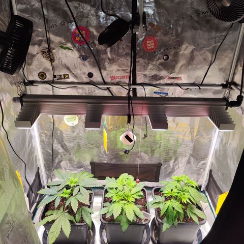 Wedding Gelato growlog timeline photo