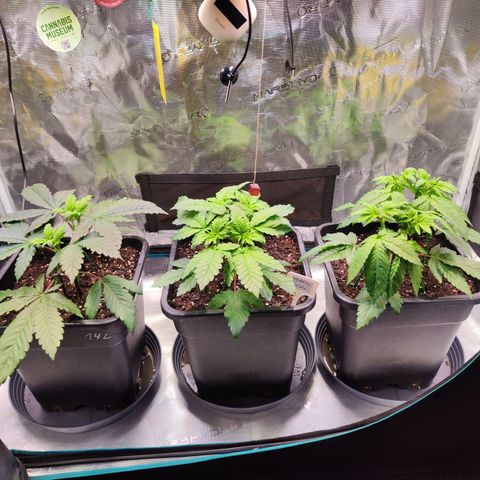 Wedding Gelato growlog timeline photo