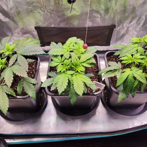 Wedding Gelato growlog timeline photo