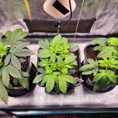 Wedding Gelato growlog timeline photo