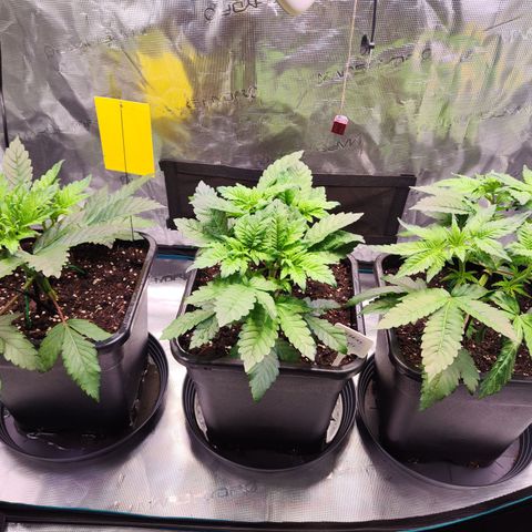 Wedding Gelato growlog timeline photo