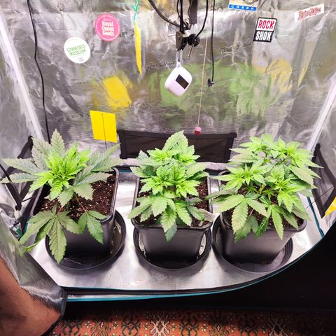 Wedding Gelato growlog timeline photo