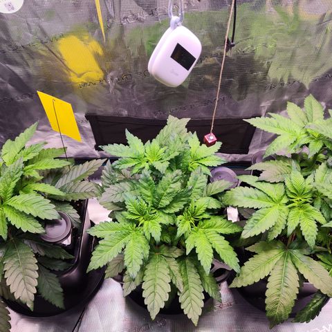 Wedding Gelato growlog timeline photo