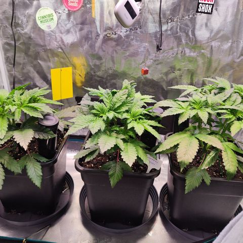 Wedding Gelato growlog timeline photo