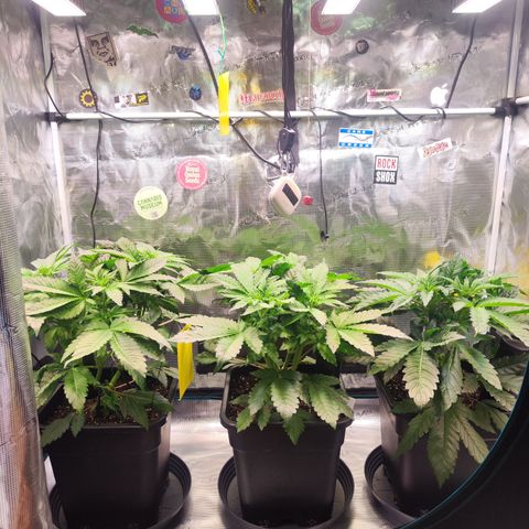 Wedding Gelato growlog timeline photo