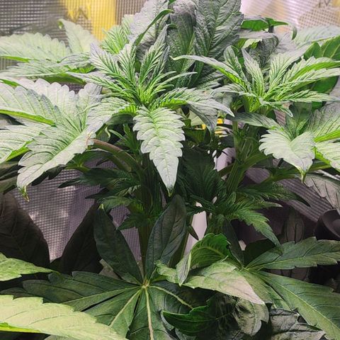 Wedding Gelato growlog timeline photo