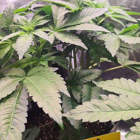 Wedding Gelato growlog timeline photo