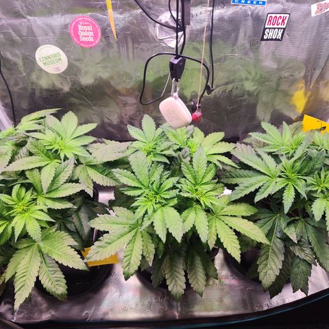 Wedding Gelato growlog timeline photo