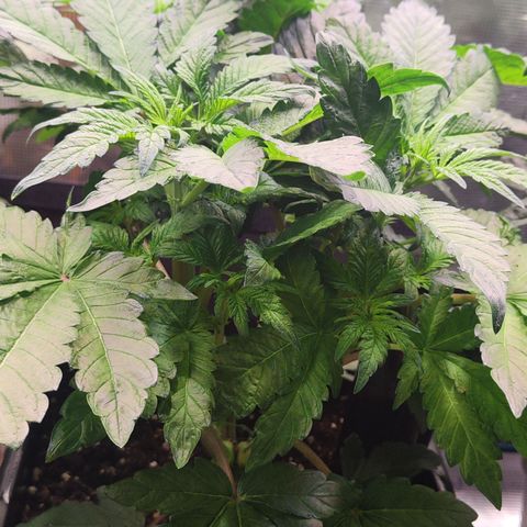 Wedding Gelato growlog timeline photo