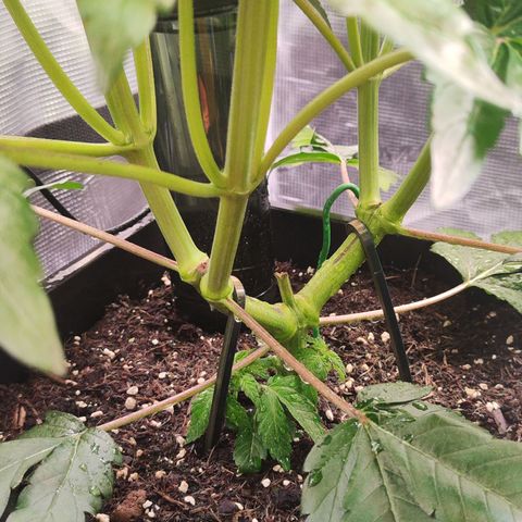Wedding Gelato growlog timeline photo