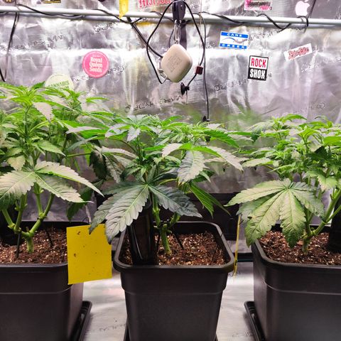 Wedding Gelato growlog timeline photo
