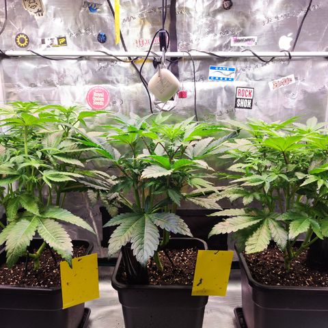 Wedding Gelato growlog timeline photo