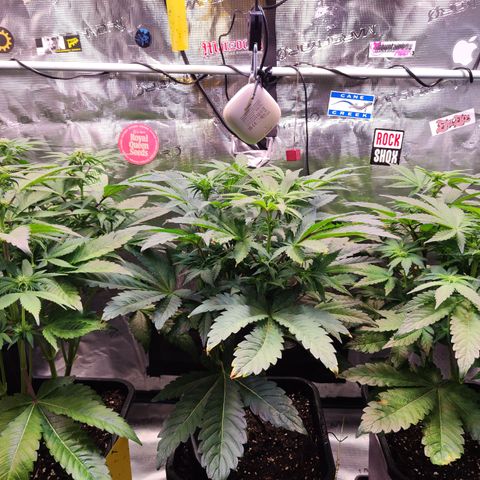 Wedding Gelato growlog timeline photo