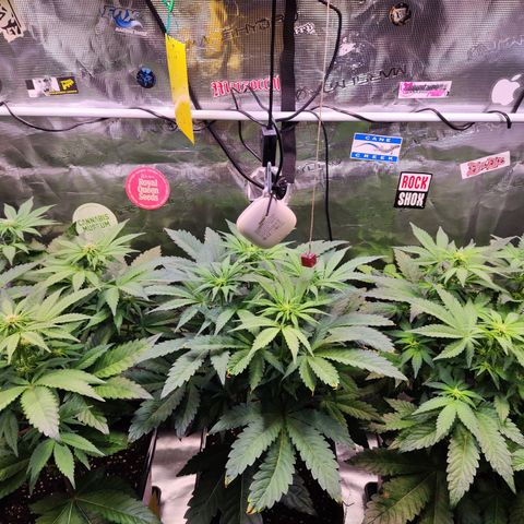 Wedding Gelato growlog timeline photo