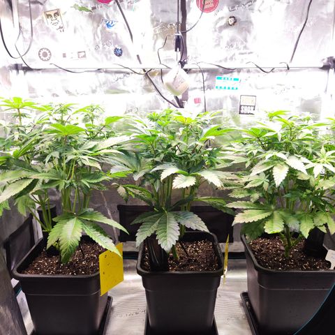 Wedding Gelato growlog timeline photo