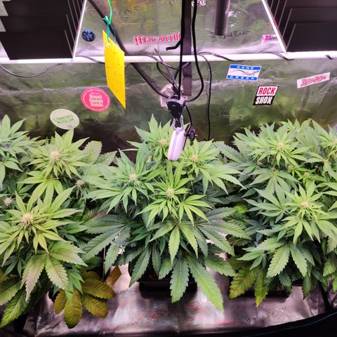 Wedding Gelato growlog timeline photo