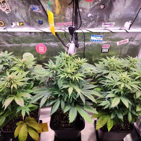 Wedding Gelato growlog timeline photo