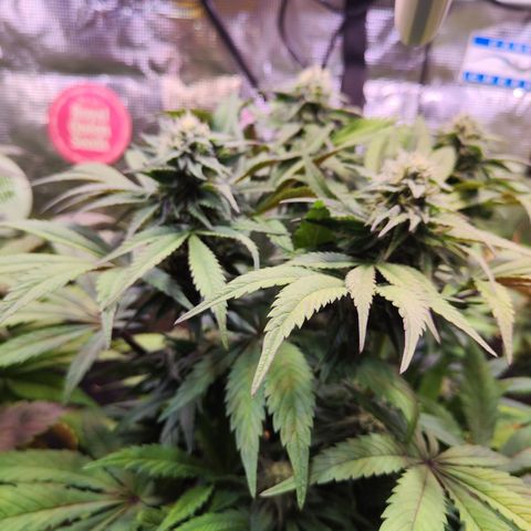 Wedding Gelato growlog timeline photo