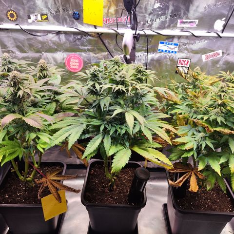 Wedding Gelato growlog timeline photo