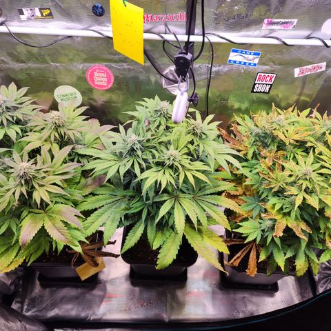Wedding Gelato growlog timeline photo
