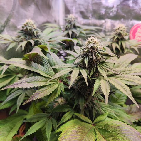 Wedding Gelato growlog timeline photo