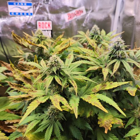 Wedding Gelato growlog timeline photo
