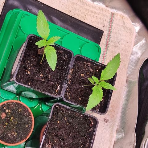 Dynamite Diesel #2 growlog timeline photo