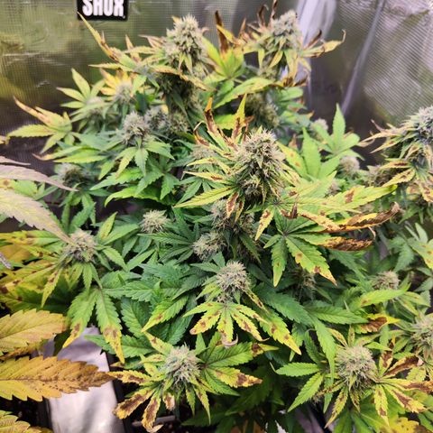 Wedding Gelato growlog timeline photo