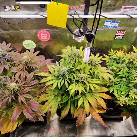 Wedding Gelato growlog timeline photo