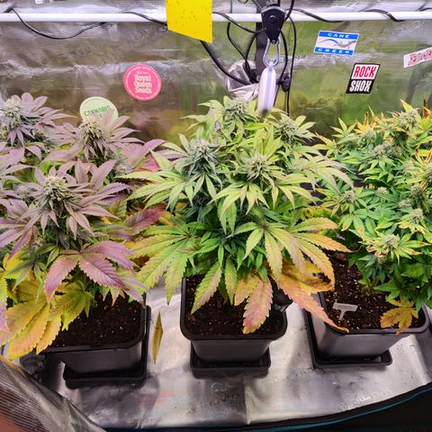 Wedding Gelato growlog timeline photo