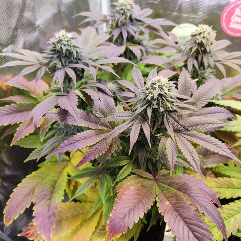 Wedding Gelato growlog timeline photo