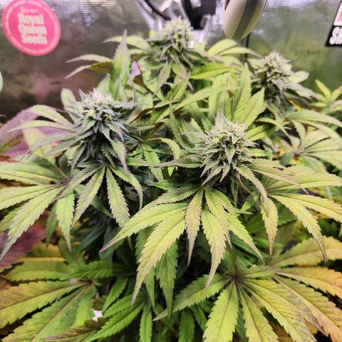 Wedding Gelato growlog timeline photo