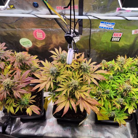 Wedding Gelato growlog timeline photo