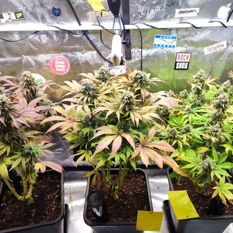 Wedding Gelato growlog timeline photo