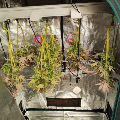 Wedding Gelato growlog timeline photo