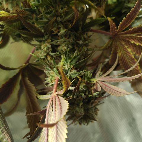 Wedding Gelato growlog timeline photo