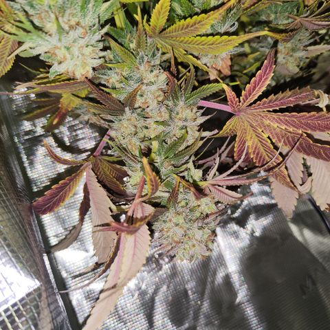 Wedding Gelato growlog timeline photo