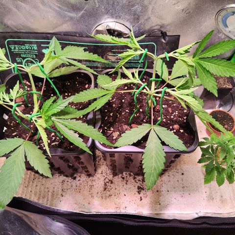 Dynamite Diesel #2 growlog timeline photo
