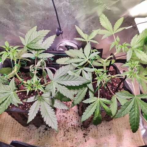 Dynamite Diesel #2 growlog timeline photo