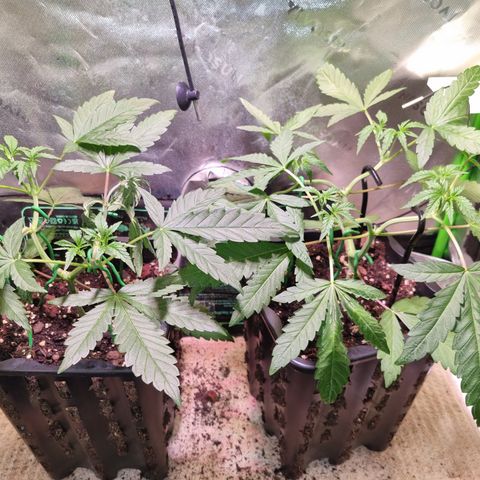 Dynamite Diesel #2 growlog timeline photo