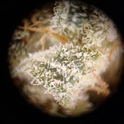 Wedding Gelato growlog timeline photo