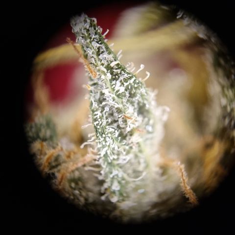 Wedding Gelato growlog timeline photo